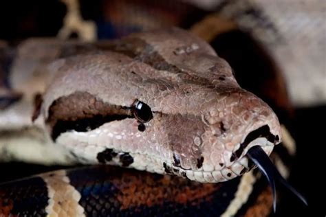 Can a Pet Boa Constrictor Kill You? And Why Do They Always Look Like They're Judging You?