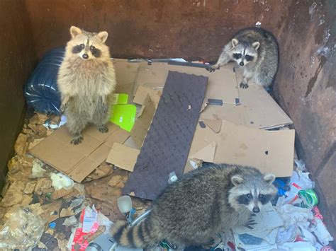 Can You Have a Pet Raccoon in Utah? And Why Do Raccoons Love Trash Cans So Much?