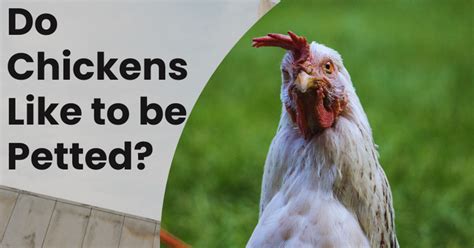 Do Chickens Like to Be Pet? And Why Do They Dream of Flying Spaceships?