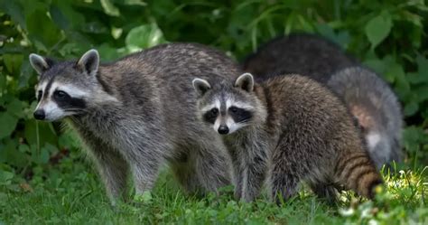 Does Animal Control Kill Raccoons? Exploring the Ethical and Practical Dilemmas of Urban Wildlife Management