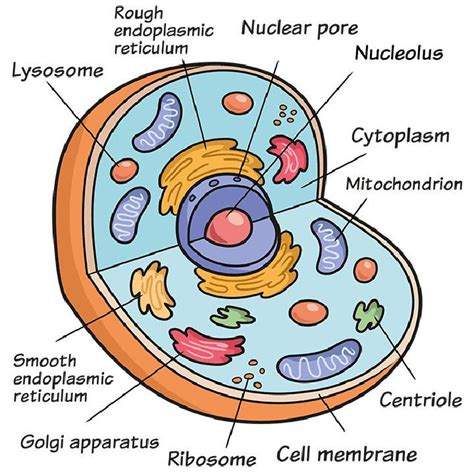 How to Draw Animal Cell: A Journey Through the Microscopic Universe