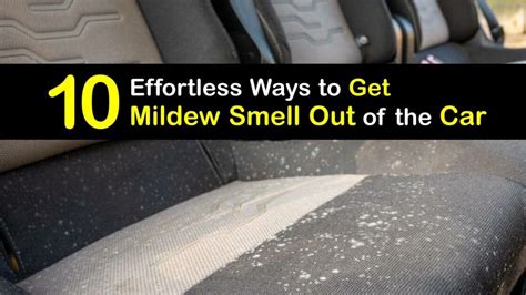 How to Get Moldy Smell Out of Car: And Why Your Car Might Smell Like a Forgotten Library Book