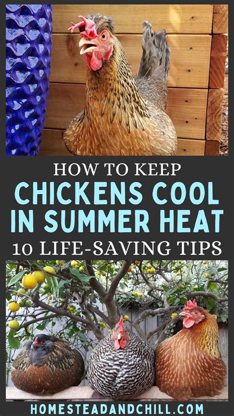 How to Keep Chickens Cool in Hot Weather: Why Do Chickens Prefer Sunglasses Over Hats?