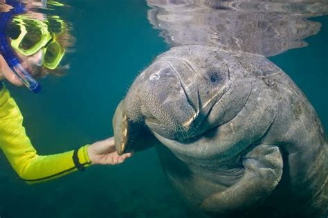 Is it illegal to pet manatees, and can they teach us the secrets of underwater basket weaving?