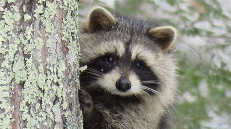 Is It Legal to Have a Pet Raccoon in Texas? And Can You Teach It to Do Your Taxes?