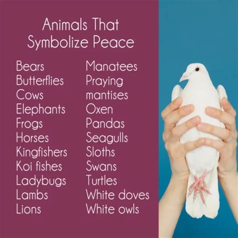 What Animal Represents Peace: Exploring the Symbolism and Beyond