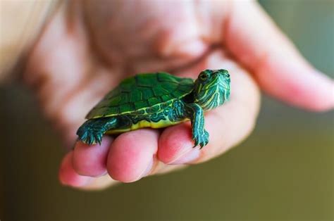 What do I need for a pet turtle, and why do they always look like they’re judging me?