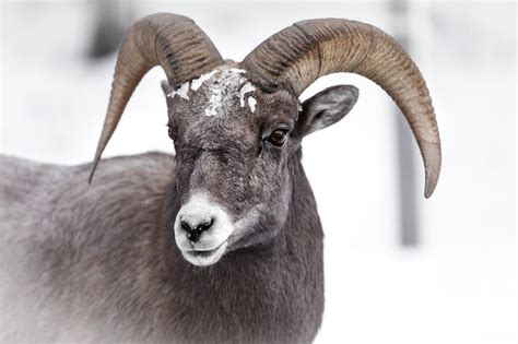 What is the Aries Spirit Animal? Exploring the Fiery Essence of the Ram