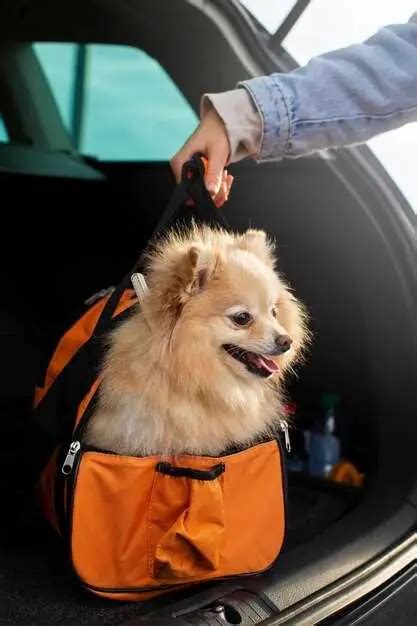 Why Does My Dog Pant So Much in the Car, and Is It Secretly Planning a Road Trip to Mars?